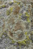 Lichens encroûtants sur un rocher